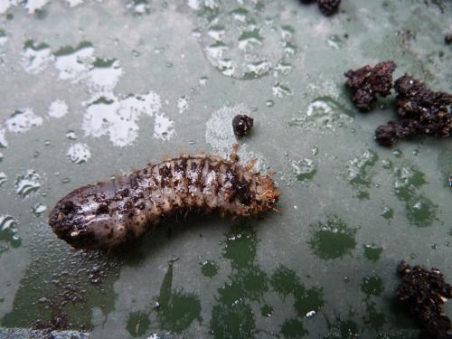 Cetoniinae