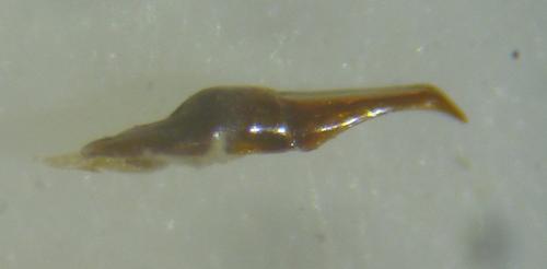 Nimbus obliteratus
