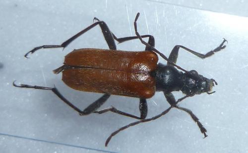 Acmaeops pratensis