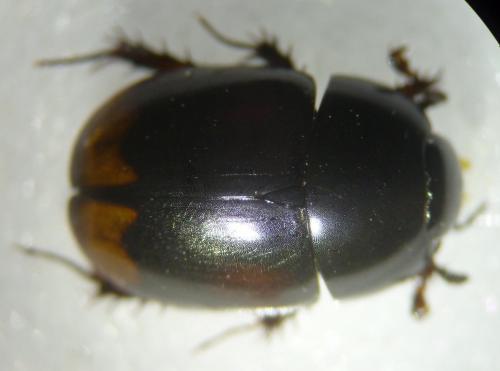 Sphaeridium lunatum