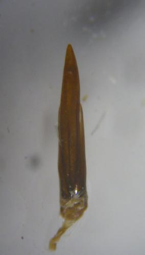 Réf. 113 359 : Sphaeridium scarabaeoides