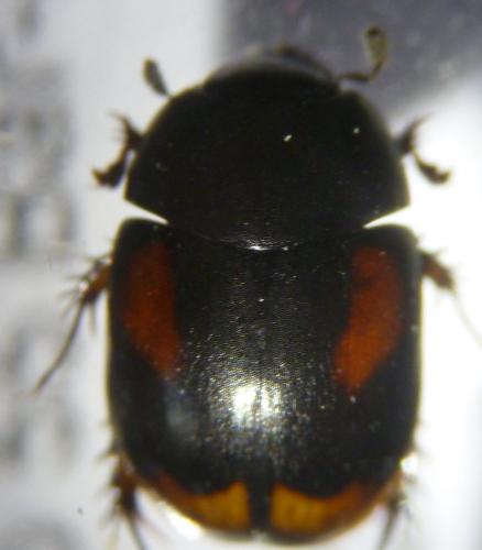 Réf. 113 358 : Sphaeridium scarabaeoides