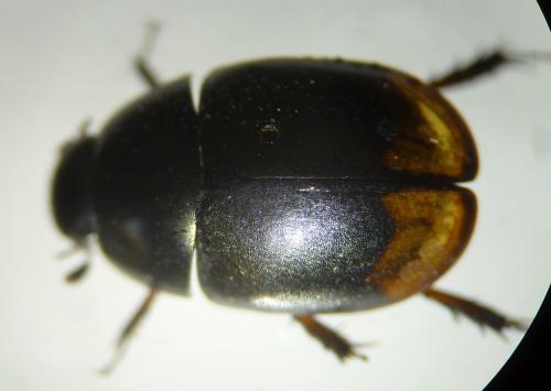 Réf. 113 335 : Sphaeridium sp.