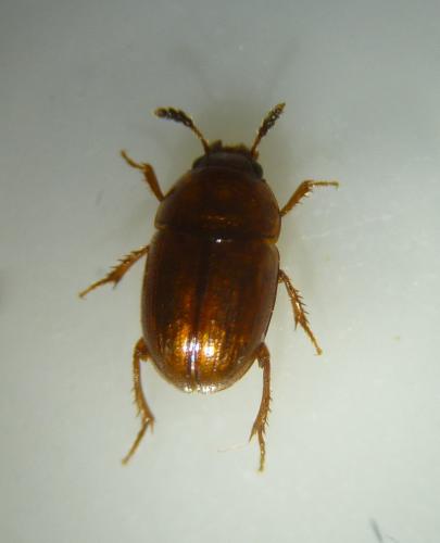 Réf. 113 446 : Leiodes sp.
