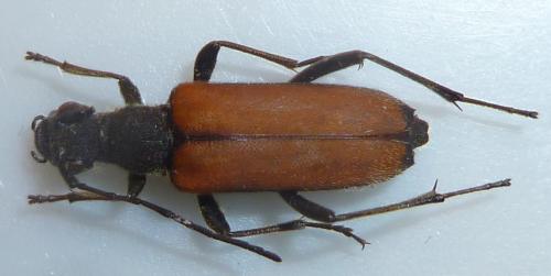 Anastrangalia dubia