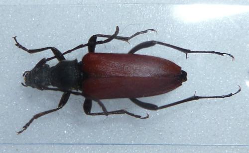 Réf. 113 886 : Anastrangalia sanguinolenta