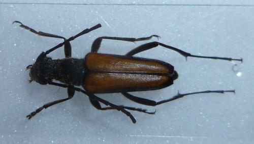 Anastrangalia dubia