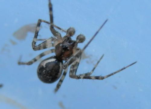 Réf. 113 785 : Neriene montana