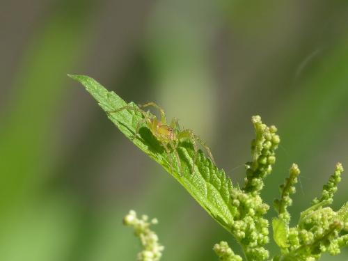 Réf. 113 951 : Dolomedes sp.