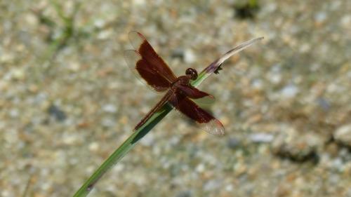 Neurothemis stigmatizans