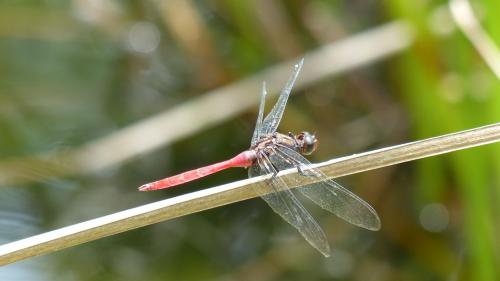 Orthetrum villosovittatum