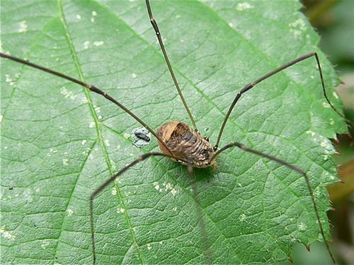 Réf. 113 506 : Leiobunum blackwallii