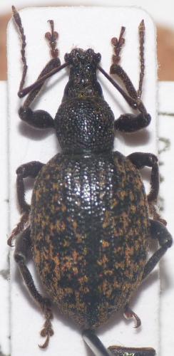 Réf. 113 300 : Otiorhynchus aurifer