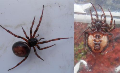 Steatoda bipunctata