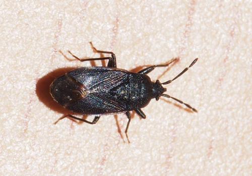 Réf. 113 855 : Drymus sp.