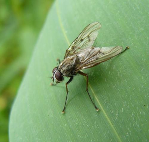Réf. 113 745 : Phaonia fuscata