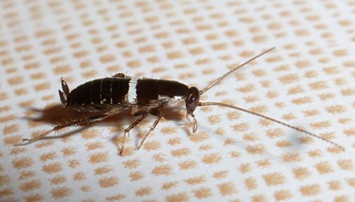 Planuncus vinzi