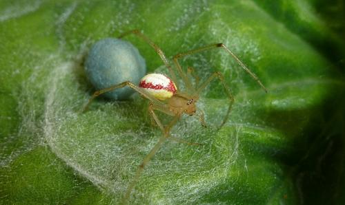 Réf. 113 326 : Enoplognatha sp.