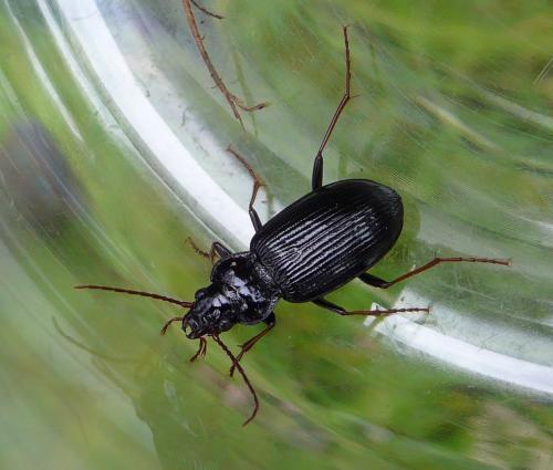 Réf. 113 684 : Nebria brevicollis