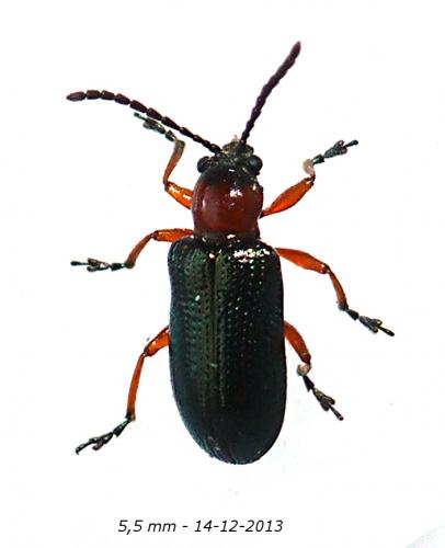 Réf. 113 012 : Oulema sp.