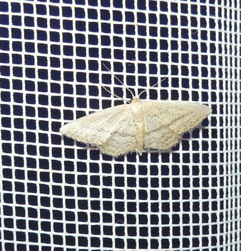 Idaea mediaria