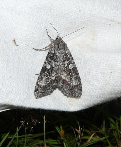 Eurois occulta