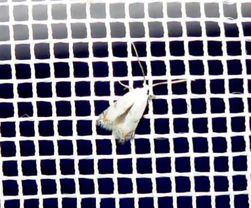 Pseudopostega crepusculella