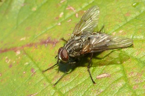 Helina sp.