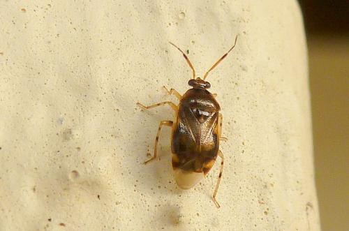Deraeocoris lutescens