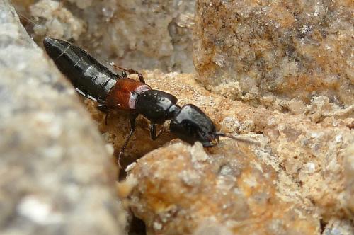 Megalinus glabratus
