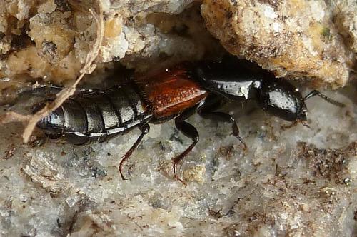 Megalinus glabratus