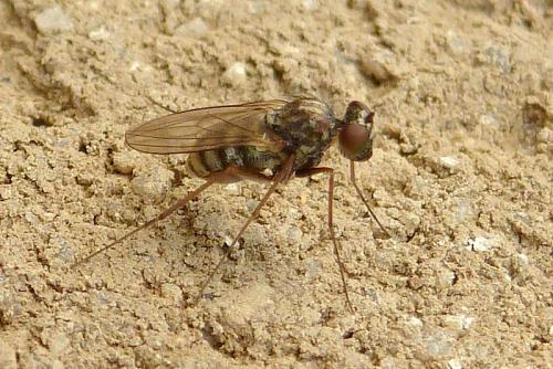 Réf. 113 080 : Medetera flavipes