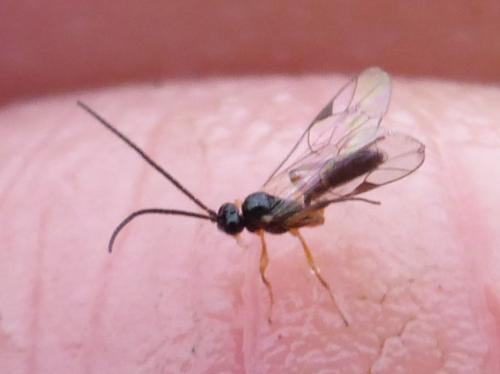 Réf. 113 323 : Plectiscidea sp.