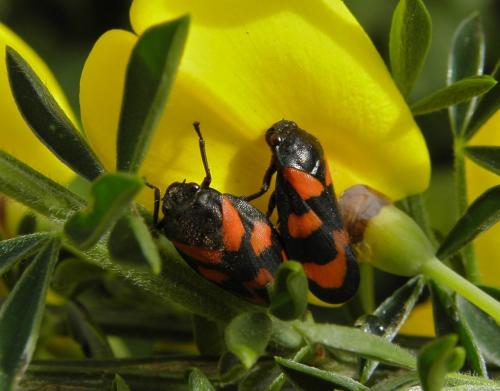 Cercopis vulnerata