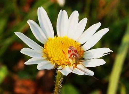 Réf. 113 157 : Calocoris roseomaculatus
