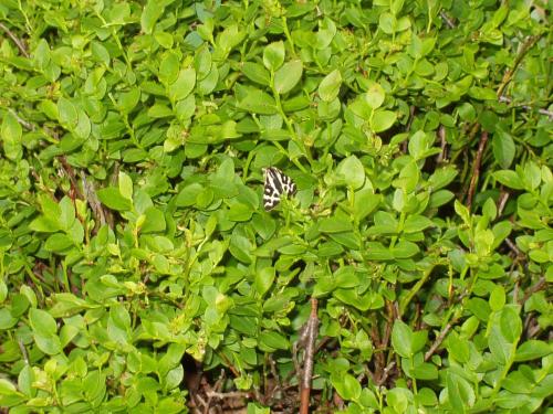 Parasemia plantaginis