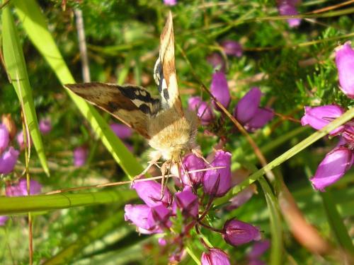 Heliothis viriplaca