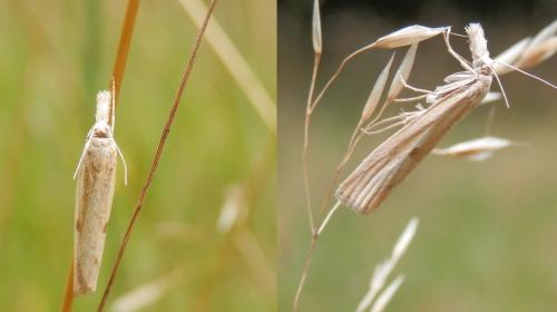 Réf. 113 650 : Agriphila inquinatella