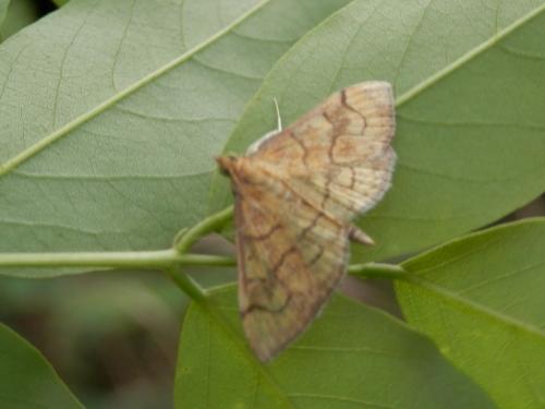 Réf. 113 482 : Anania verbascalis