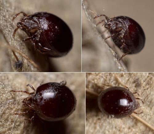 Liacarus xylariae