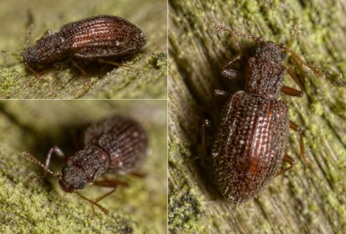 Stephostethus angusticollis