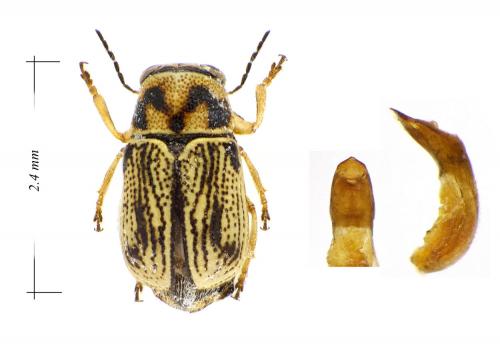 Pachybrachis pradensis