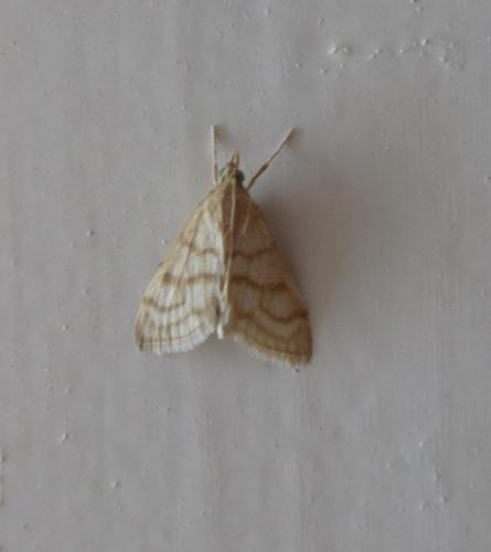 Paracorsia repandalis