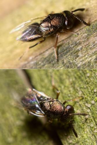 Réf. 113 201 : Bothriothorax sp.