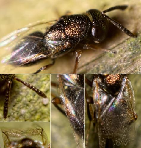 Réf. 113 847 : Bothriothorax sp.