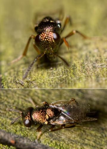 Bothriothorax sp.