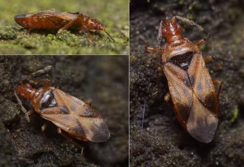 Anthocoris sp.