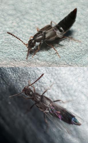 Réf. 113 396 : Tetralaucopora longitarsis