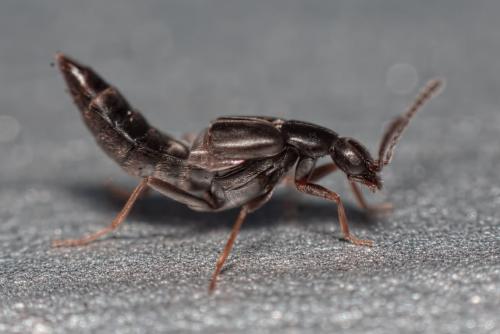 Réf. 113 395 : Tetralaucopora longitarsis