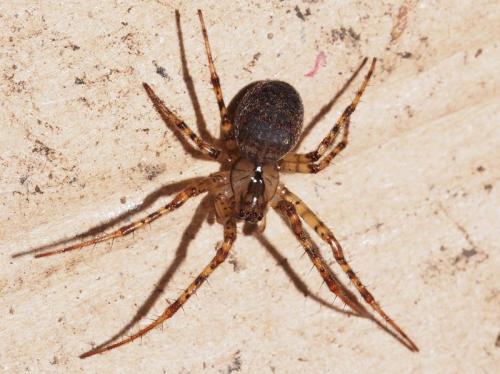 Réf. 113 472 : Metellina merianae